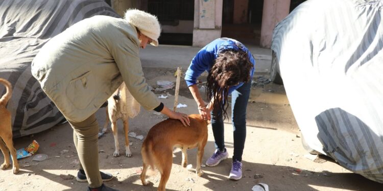 “الزراعة” تبدأ المرحلة الميدانية لتعقيم وتحصين الكلاب الحرة بمنطقة عين شمس